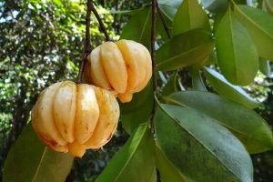 Die Garcinia Cambogia-Pflanze ist Bestandteil von Slimosan