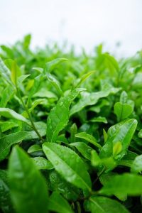Die Grüne-Tee-Pflanze ist ebenfalls ein Bestandteil von Slimosan